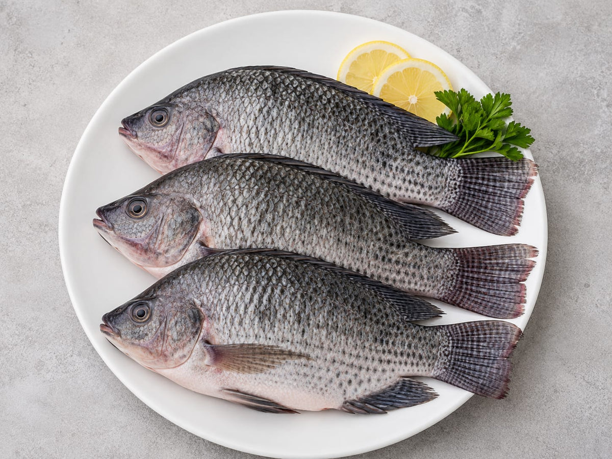 Tilapia